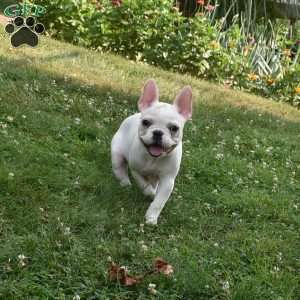 Precious, French Bulldog Puppy